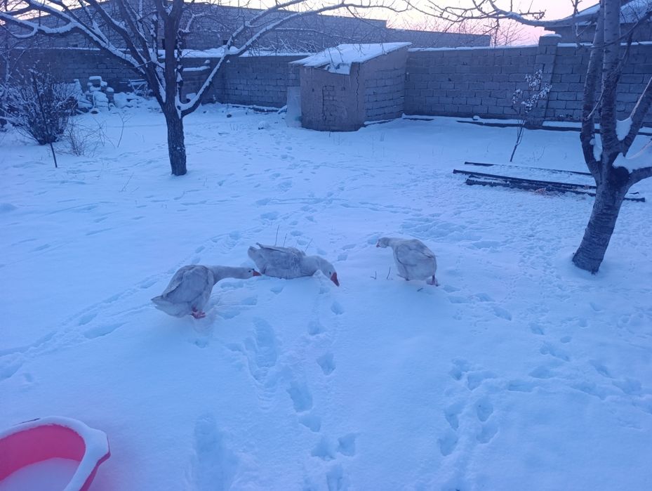 Қаз_Сатылады жақсы