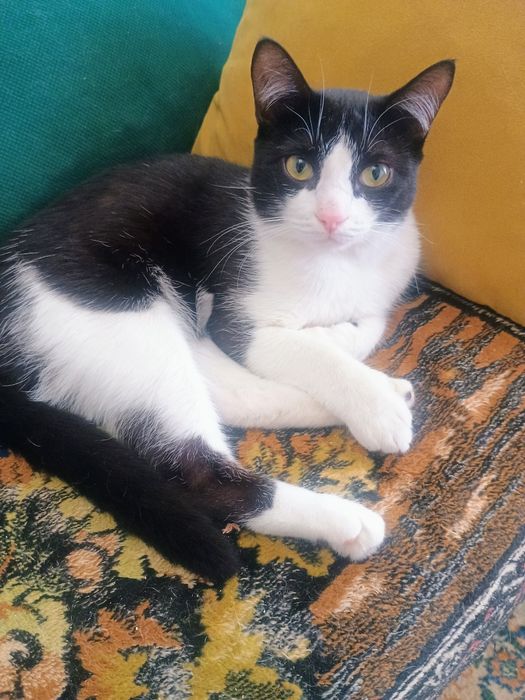 Отдам в добрые руки котика