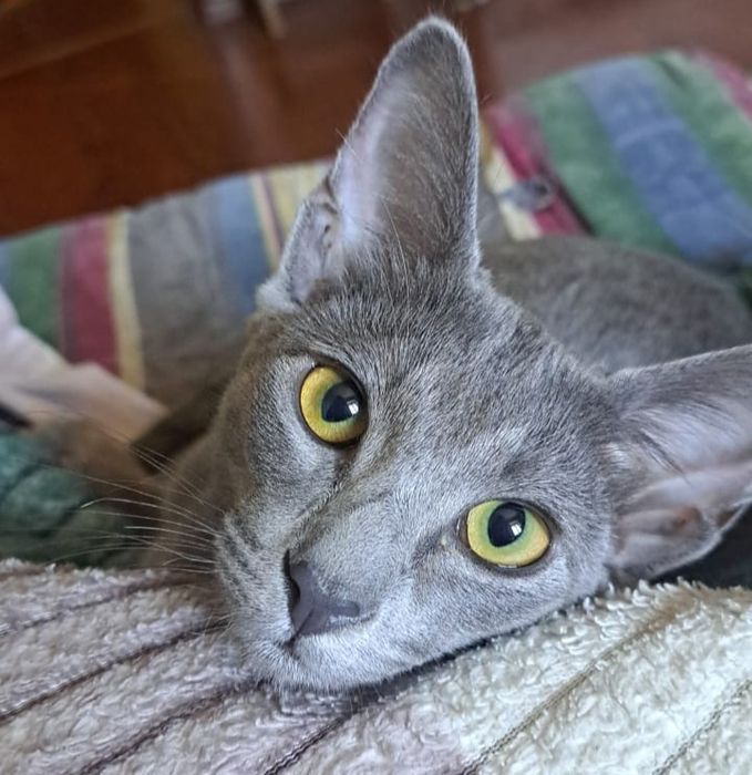 Продам.   кошечку