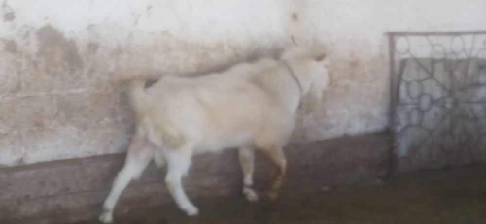 Продаются козёл.