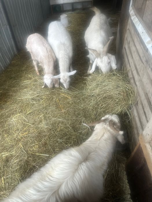 Камори битал коза