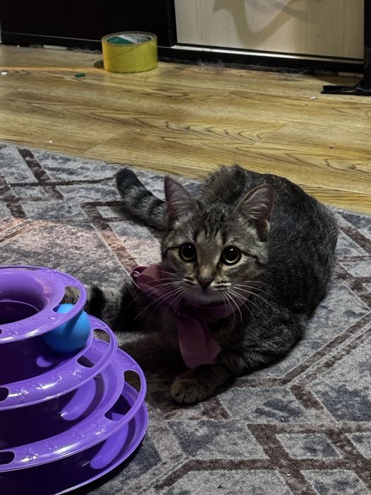 Кошечка-красотка ищет дом