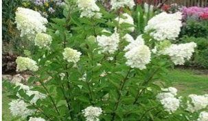 Кустарники цветущие,спирея вейгела гортензия