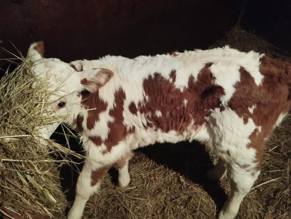 Продам теленка с дарьинск