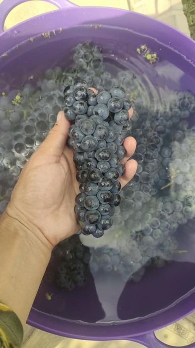 Продам виноград Изабелла, 300 тг