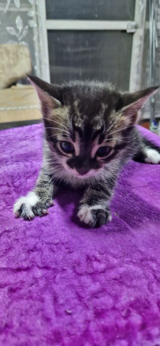 Бенгальские котята