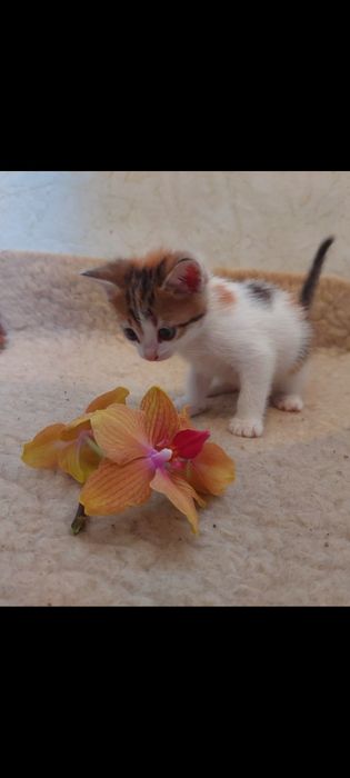 Отдам в добрые руки котёнка.