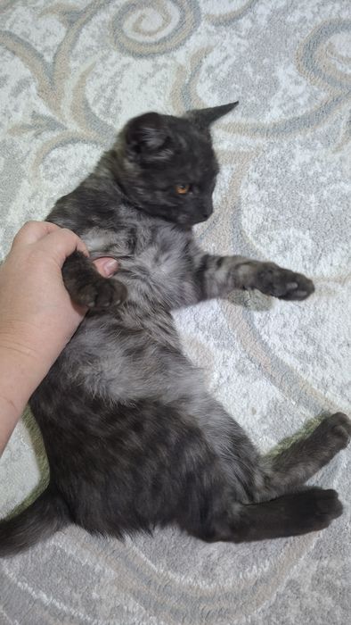 Котенок бесплатно