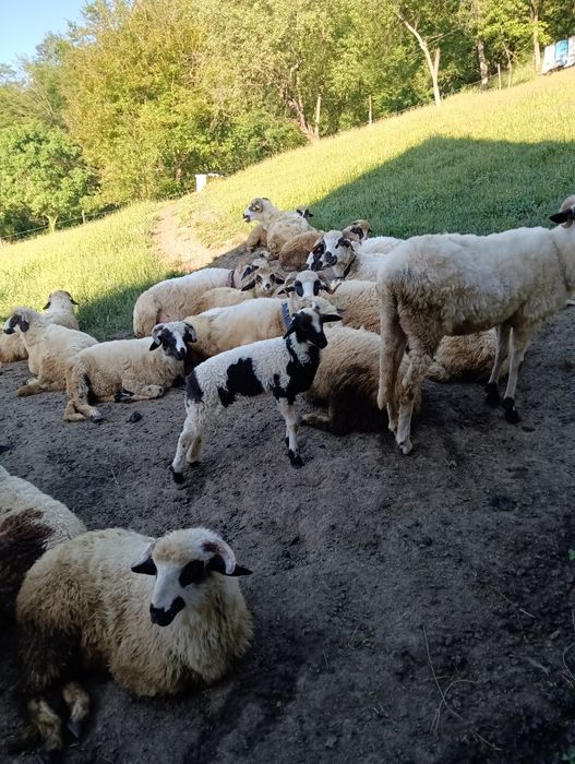 Vanzare oi si miei