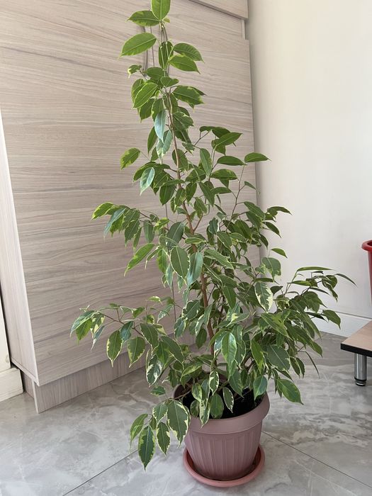 Фикус бенжамина