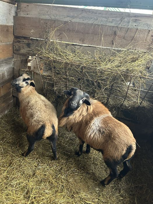 Vand Oi rasa ( Camerun )