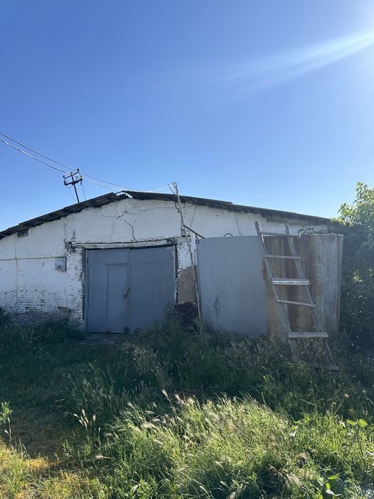 Ferma sotladi maniz Tolabi oq tomda