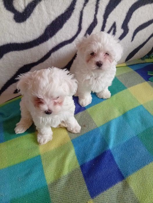 Bichoni maltezi activi