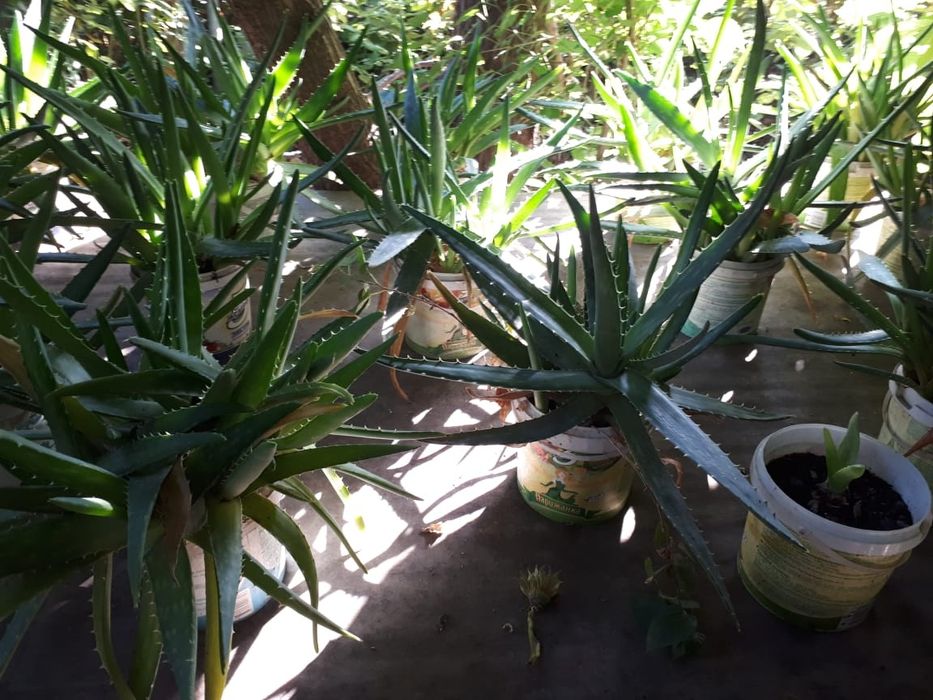 Продаю домашнее Алоэ Вера