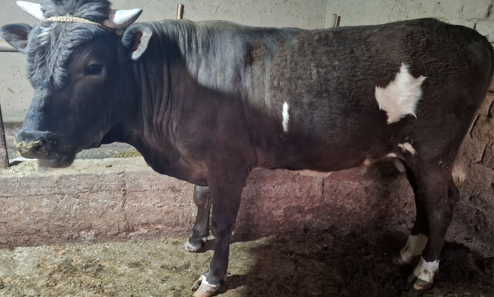 Швет навослар сотилди 2та бир жойда буйи 130дан зиёд , соглом 100%