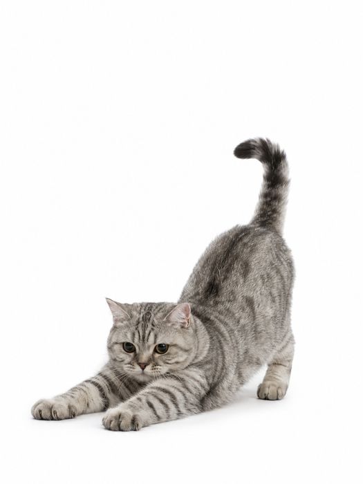 Вязка Кота, Скоттиш страйт