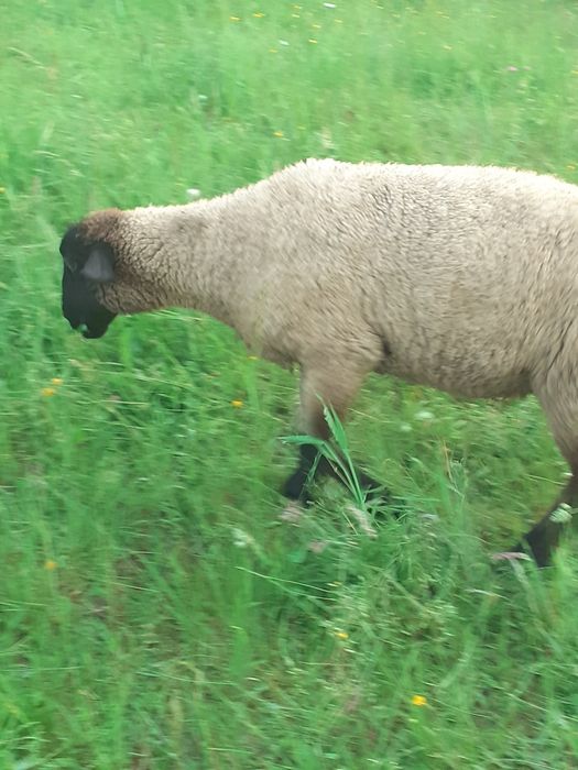 Miei suffolk  de vânzare