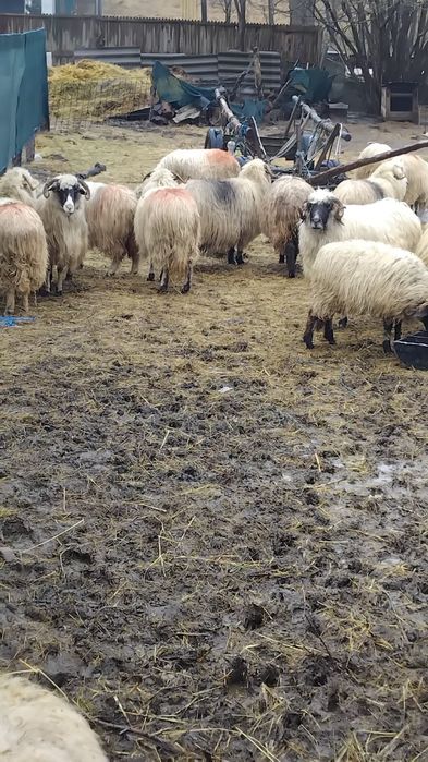 Oi gestante tinere de vânzare.