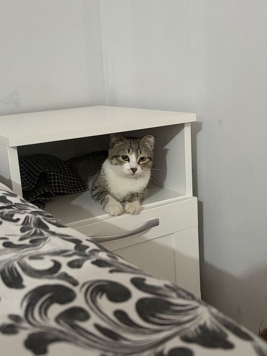 Котенок 6 месяцев