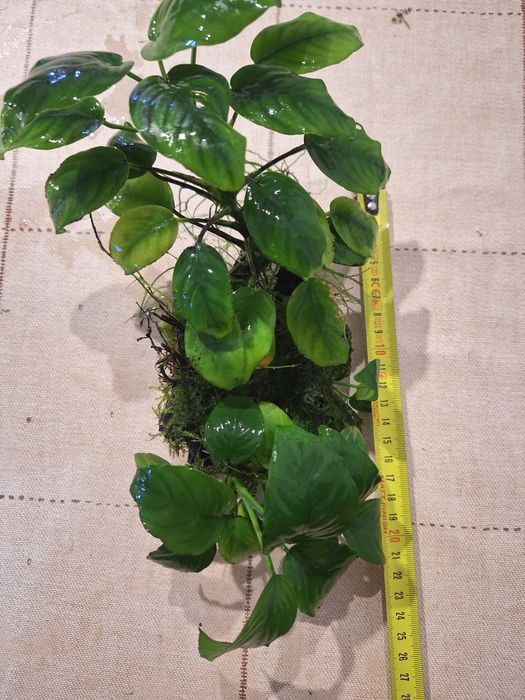 Anubias pe cioate și simplu