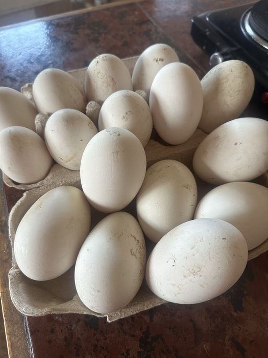 Vand oua de gâște rațe si găini