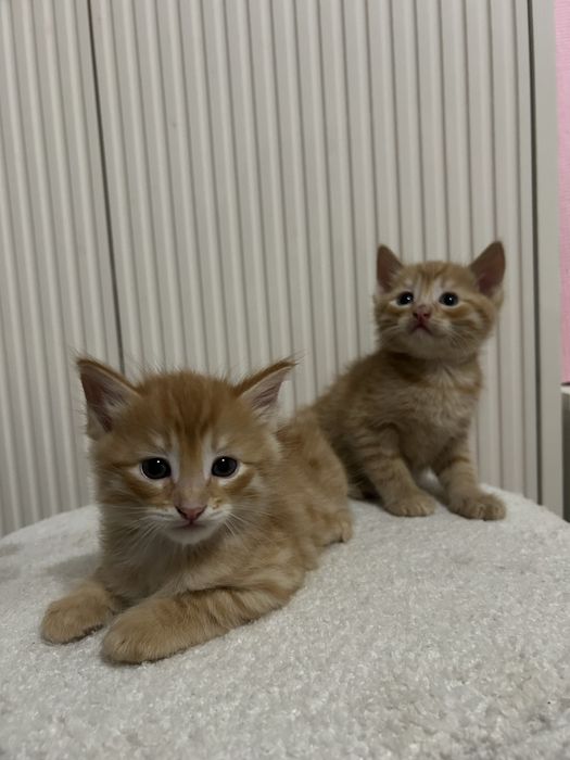 Отдаю котят в добрые руки!