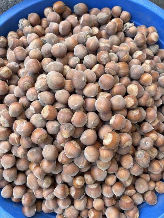 ПРОДАВАМ Лешници с черупка