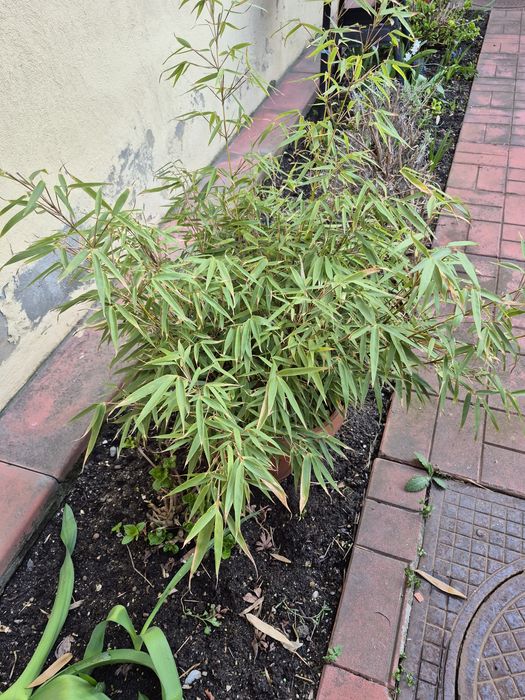 Bambus veșnic verde