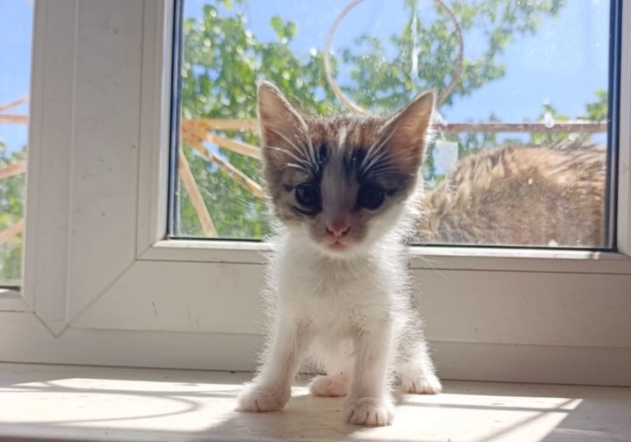 Продам котят шустрых в добрые руки