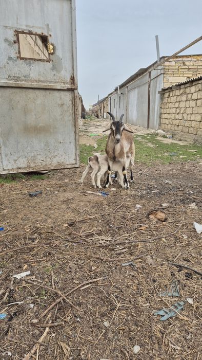 Ешкі сатылады, екі лағымен