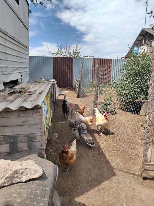 Продам домашних деревенских индюшек.