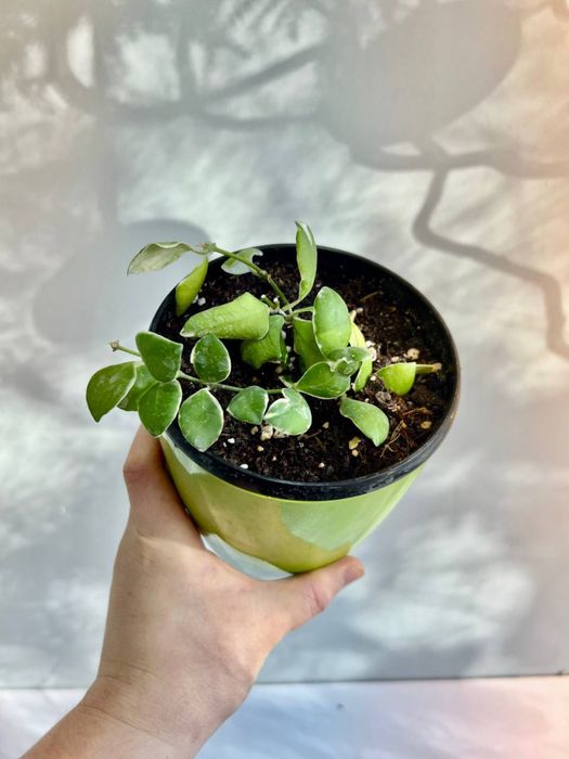 Хоя Хешкелиана Альбомаргината