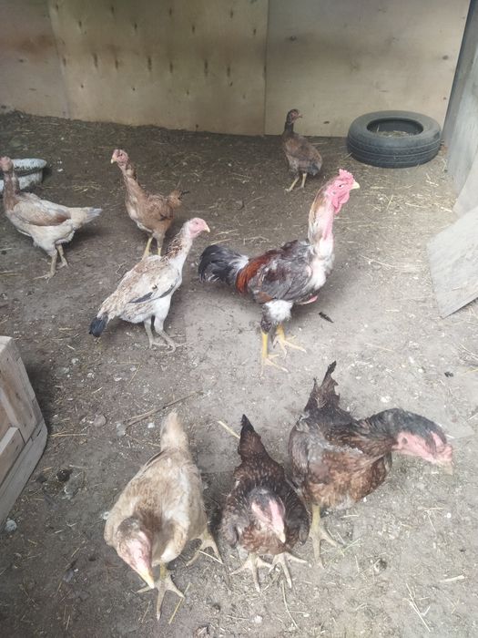 Продам бойцового питуха