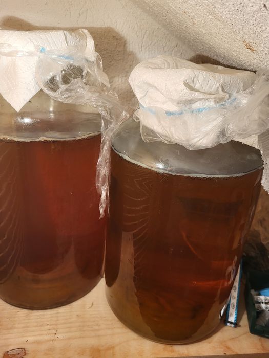 Kombucha  Ciuperca