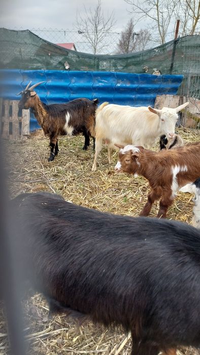 Capre tinere cu iezi