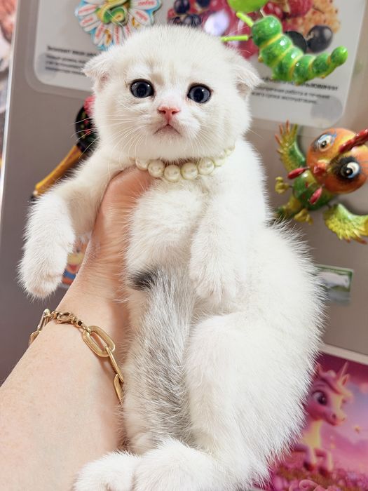 Котята от правильной вязки