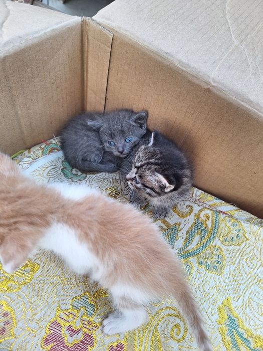 Отдам котят в добрые руки