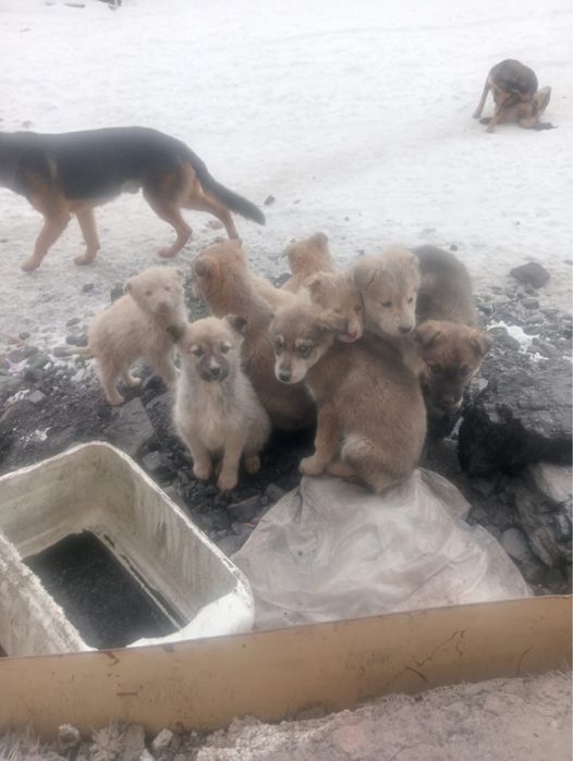 отдам щенков бесплатно