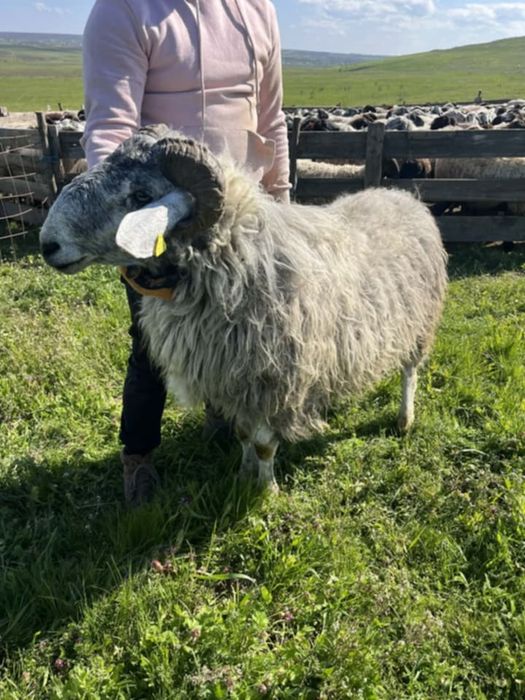 Berbeci karakul și carabaș