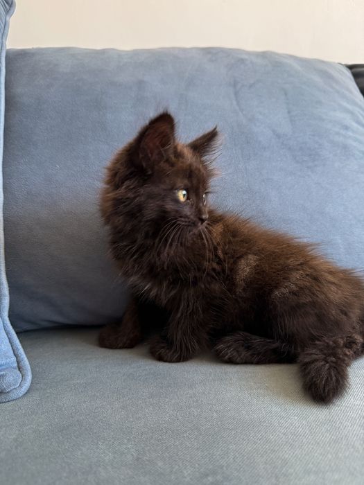 Котенок в поиске семьи