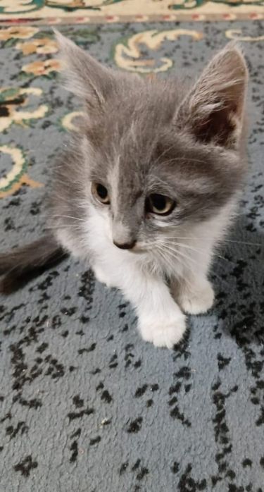 Котёнки в добрые руки