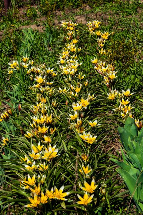 Продаются цветы . Находятся в Аксае ЗКО