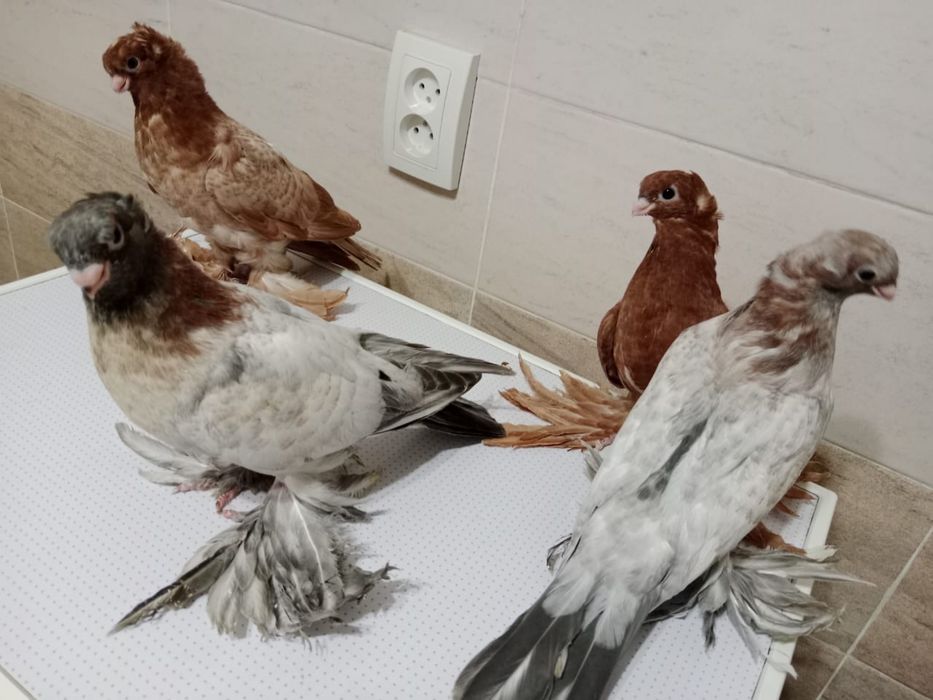 Продам  голубей