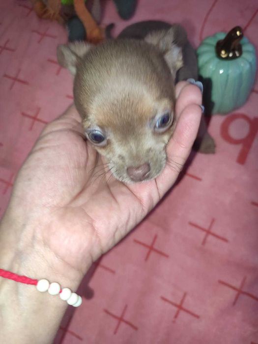 Крошки с ладошку ищут родителей