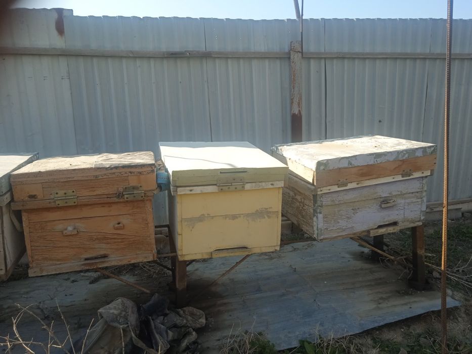 Asal ari quti ramkalari bilan