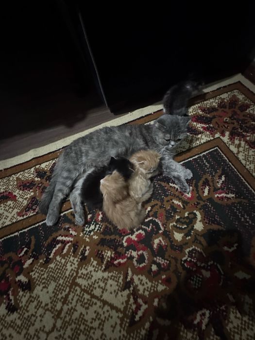 Mushukchalar sotiladi