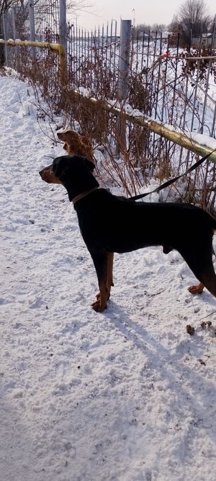 Продам даберман хороший руки