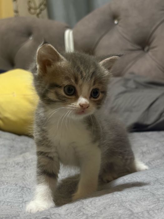Отдам котят смесь скотишфолд