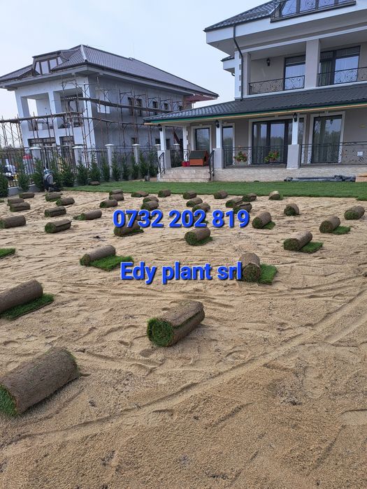 Gazon rulou sport,Tuia Brazi Mesteacan etc