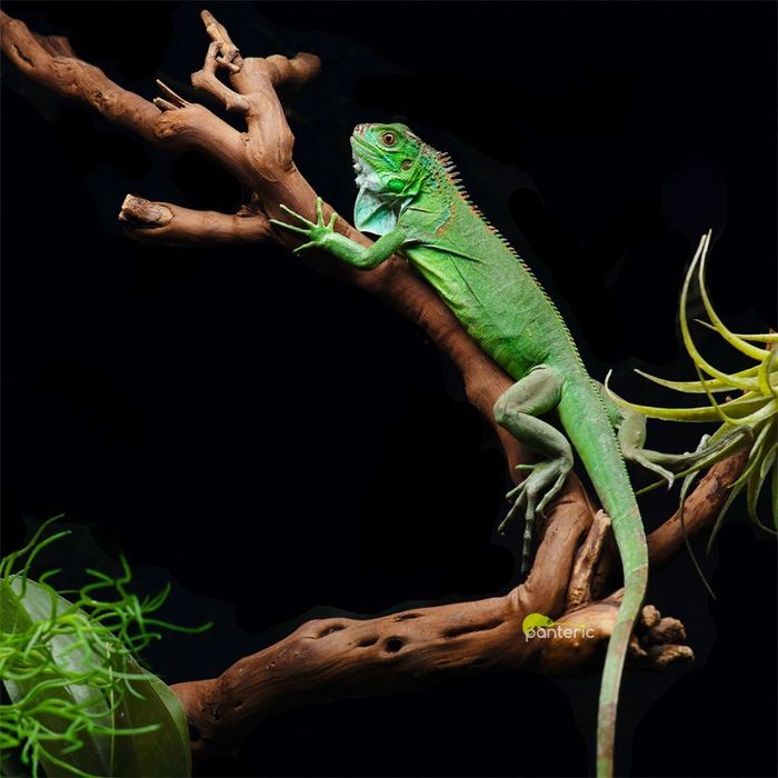 Зеленая игуана Ящерица